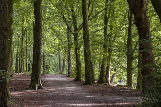 Haagse bos 2