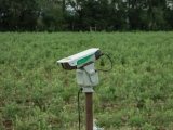 bird control