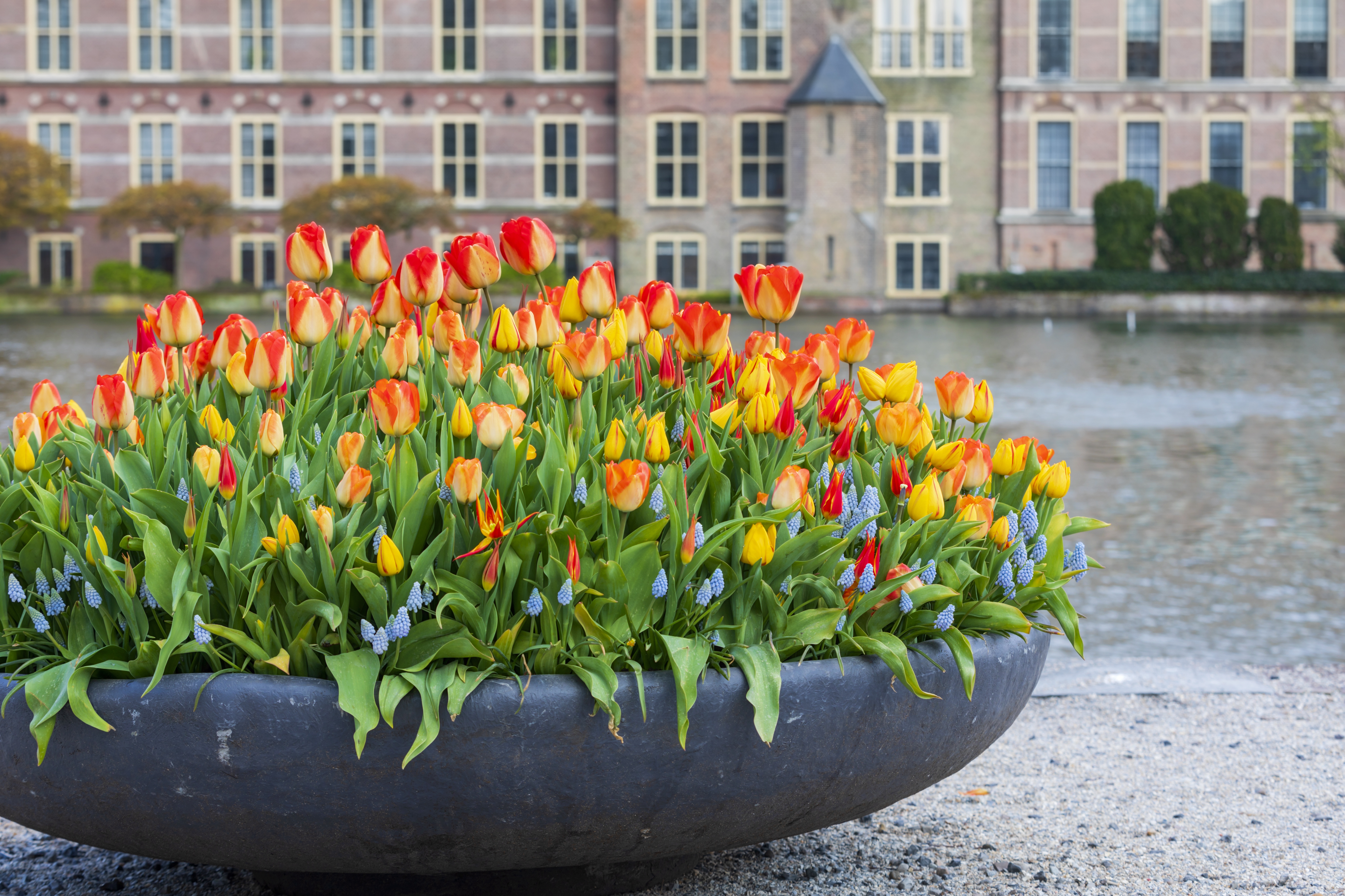 Tullips The Hague