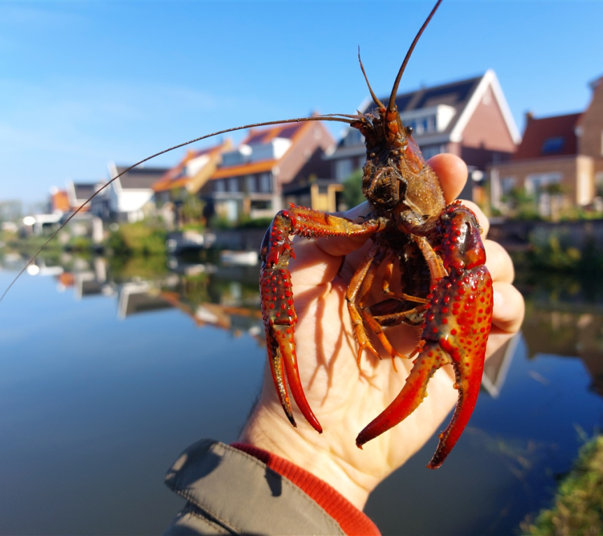 A large crayfish above the water.