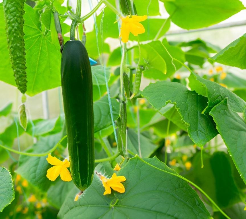 Cucumbers in a greenhouse close to The Hague. And the urgent need to cybersecure the food chain especially the agri sector. Source Adobe Stock AI Generated