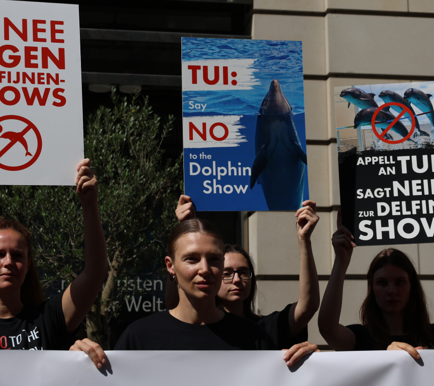 Activists hold signs protesting against dolphin shows.
