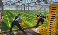 Exoskeleton in horticulture sector