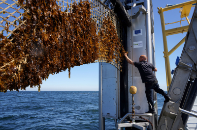 Harvesting Seaweed picture made by Jurriaan Brobbel Fotografie