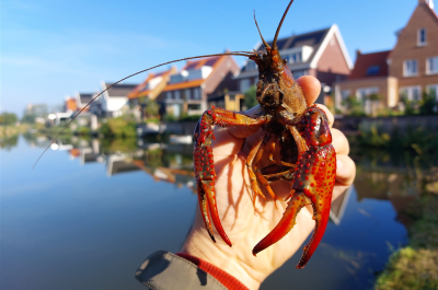 A large crayfish above the water.