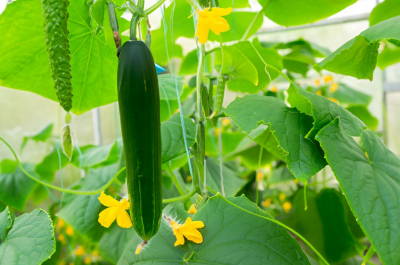 Cucumbers in a greenhouse close to The Hague. And the urgent need to cybersecure the food chain especially the agri sector. Source Adobe Stock AI Generated