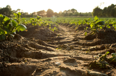 Soil by Dylan de Jonge on Unsplash Low Res