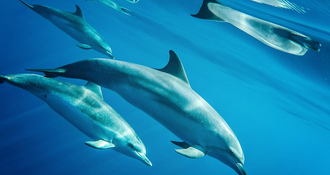 A group of dolphins swimming underwater in clear blue water.