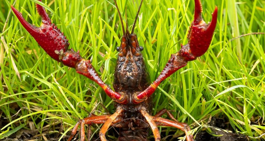 A crayfish stands boldly with its claws raised in the grass.
