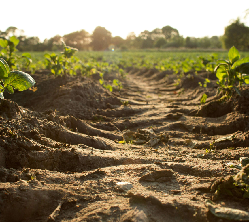 Soil by Dylan de Jonge on Unsplash Low Res