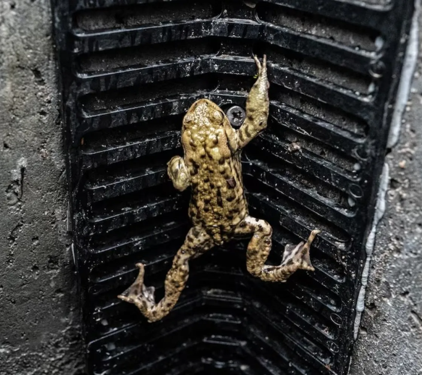 A brown frog climbing up a wall.