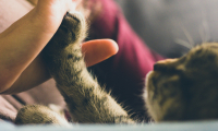 Pet-Friendly hotels