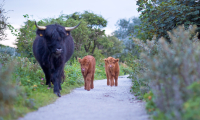 Scottish Highlanders The Hague 