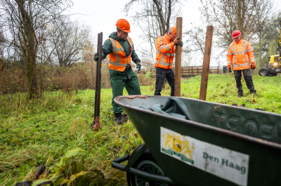 Three workers in safety vests are planting posts in the ground.