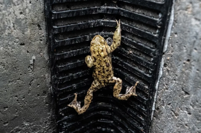 A brown frog climbing up a wall.