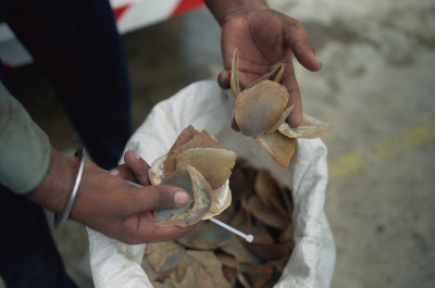 Person inspecting a sack of pangolin scales.