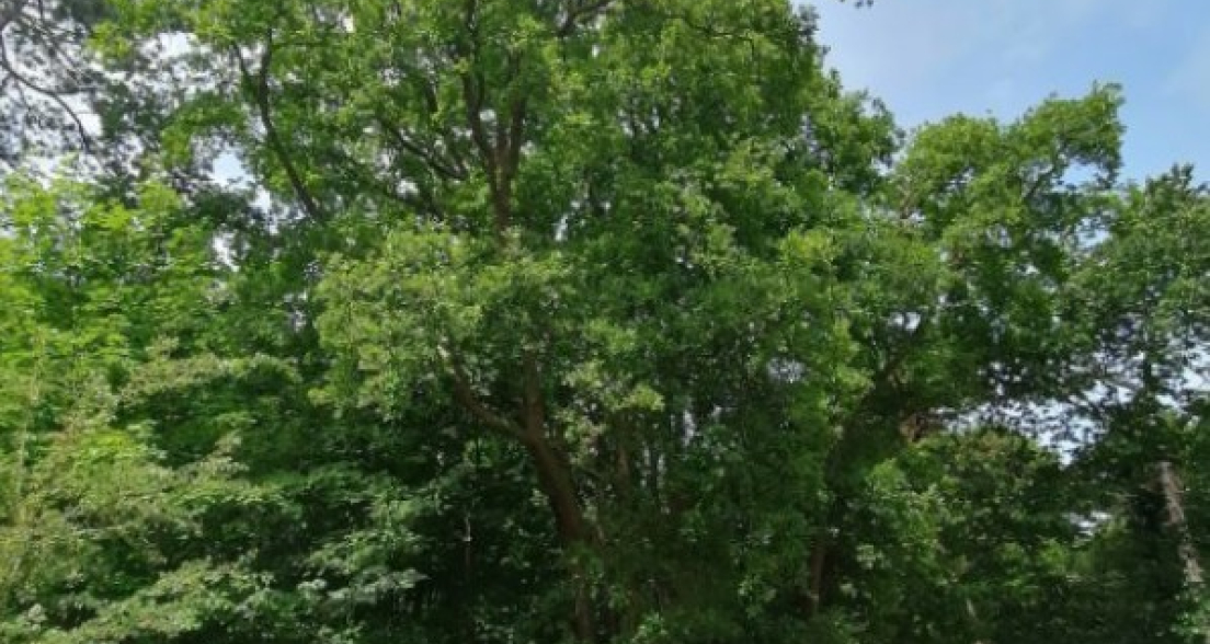 Photo of The Twelve brothers, a tree which was given the title of veteran tree. Source: Haagse Groen