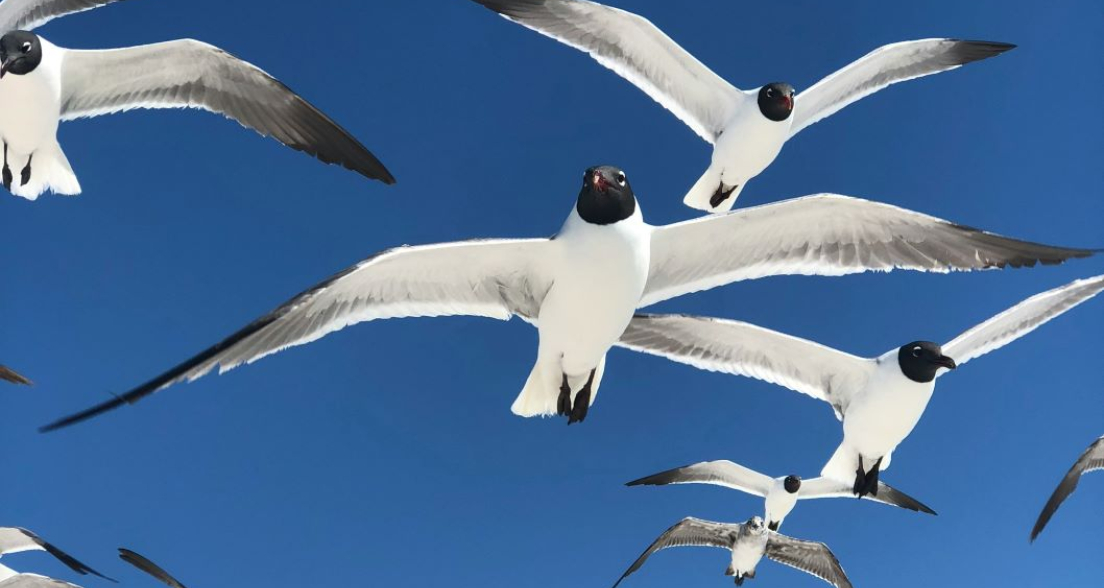 Birds by Ryan Skjervem on Unsplash Low res