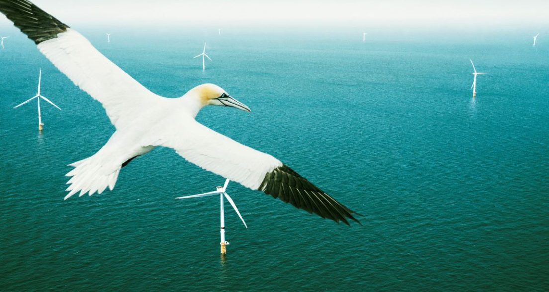 Wind farm and Jan van Gent bird