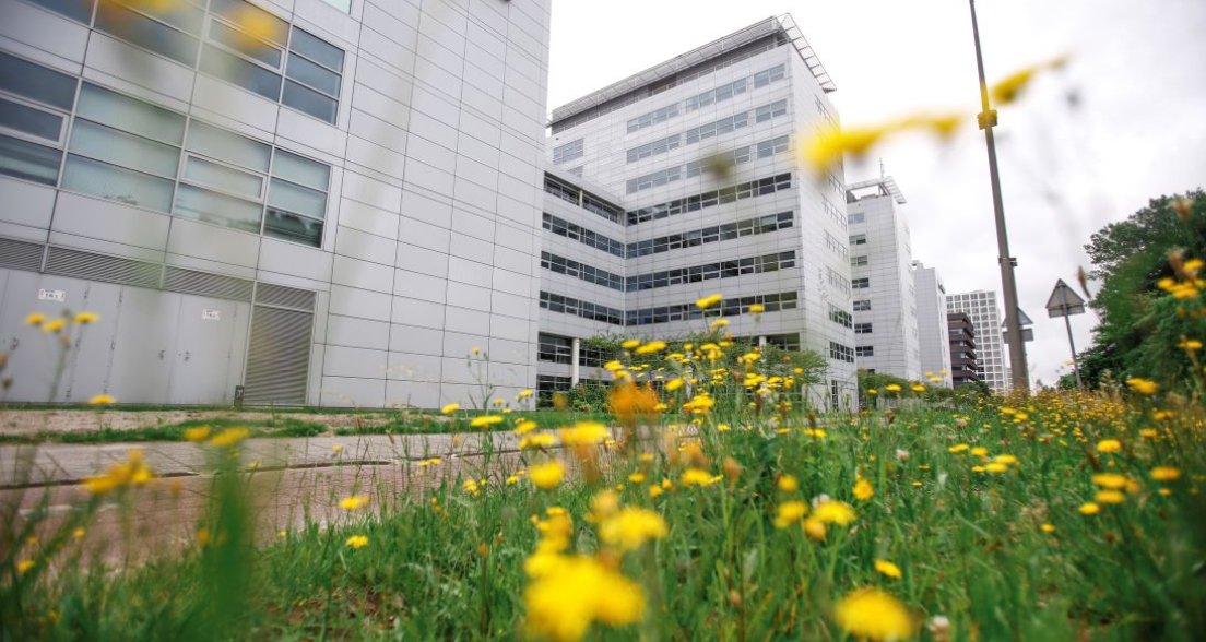 HSD Campus streetview with flowers