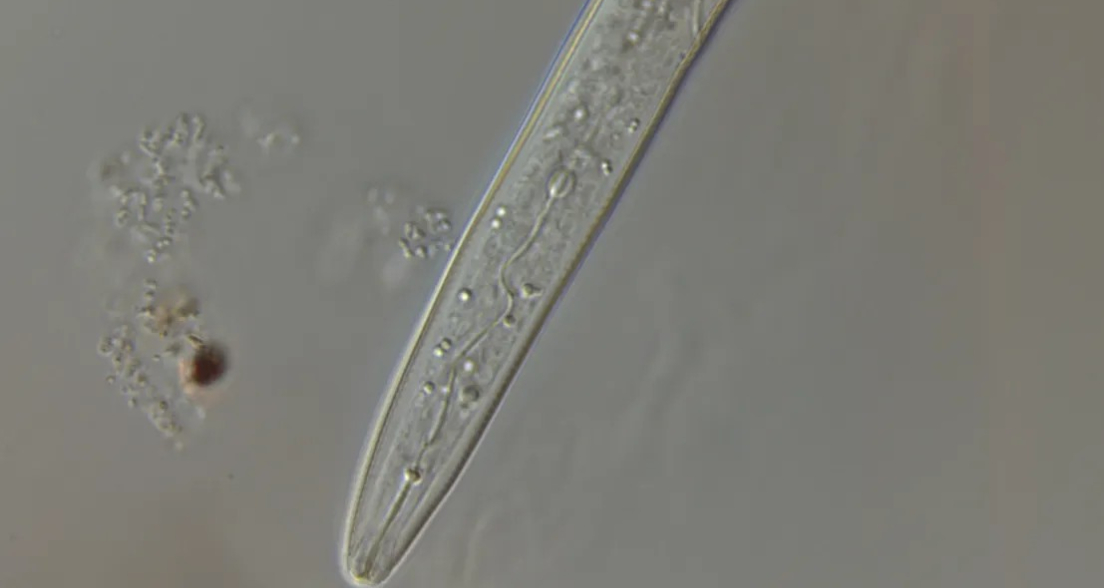 Meloidogyne chitwoodi (Photo: WUR)