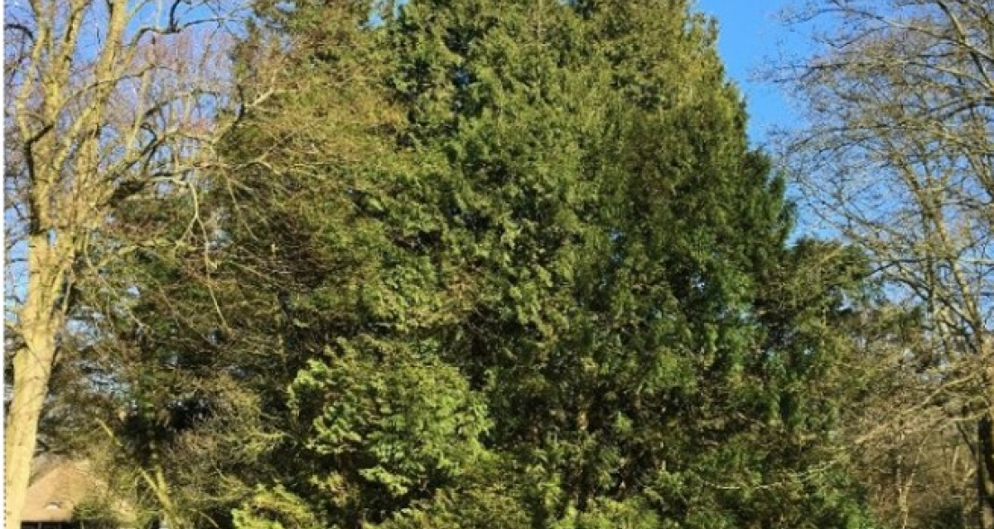 Photo of Nessie the Tree of Life, which has been selected as a veteran tree. Source: Haagse Groen