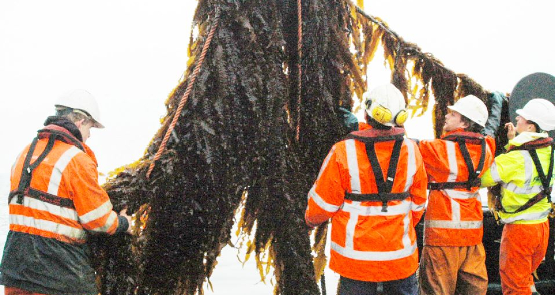 North Sea Farmers inspect their incoming harvest