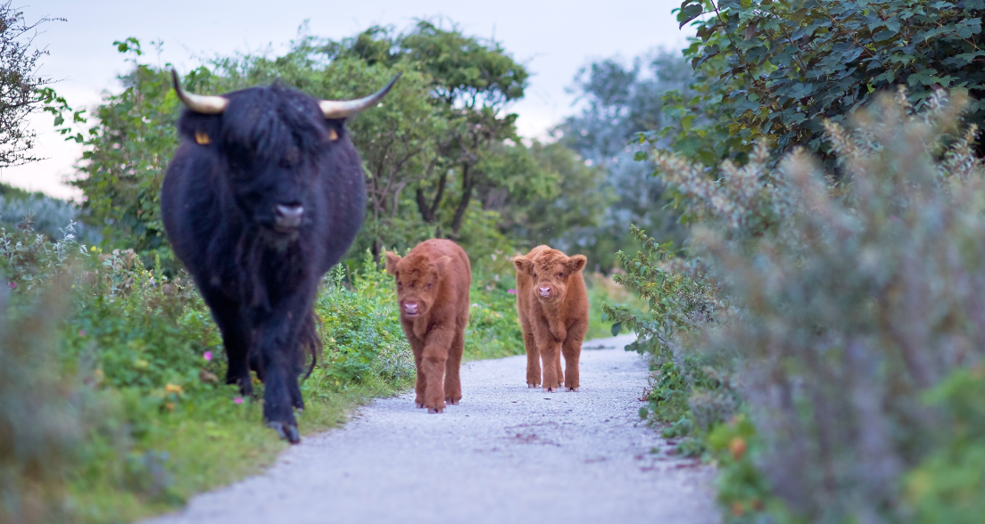 Scottish Highlanders The Hague 