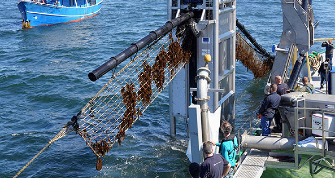 Seaweed farm North Sea