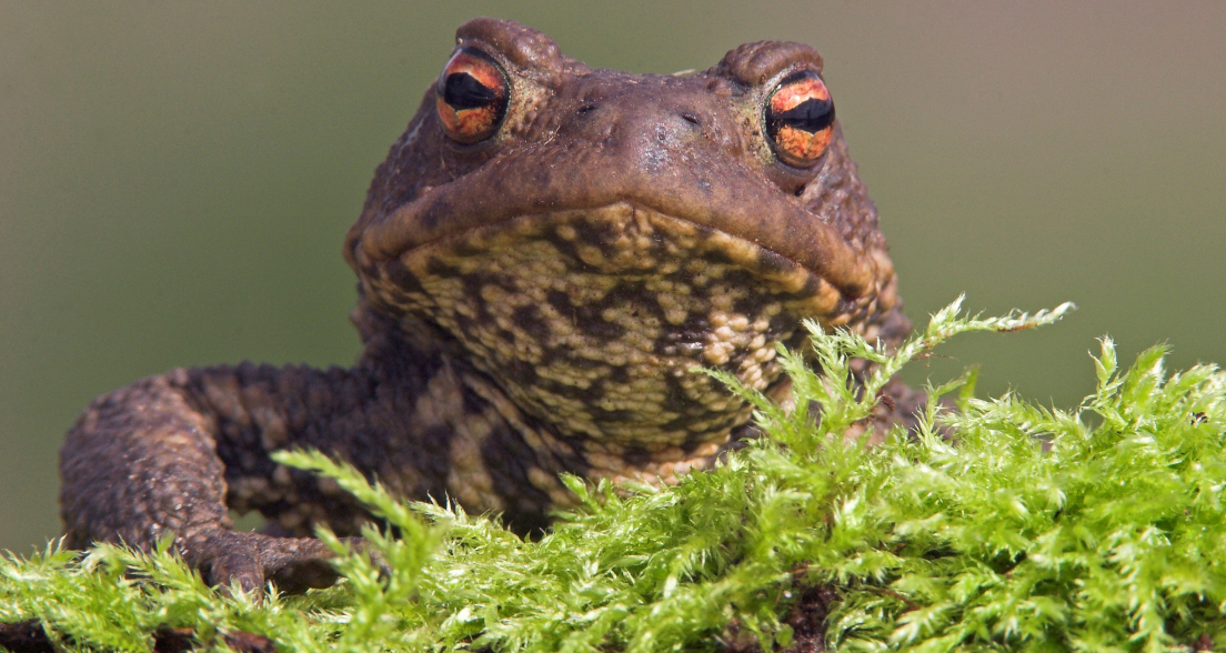 Toad in The Hague. Credit to Jelger Herder (RAVON)