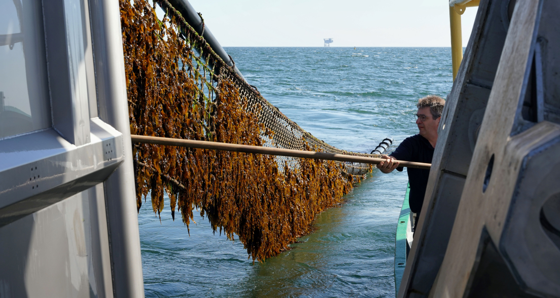 Harvesting Seaweed - Copy of Jurriaan Brobbel Fotografie