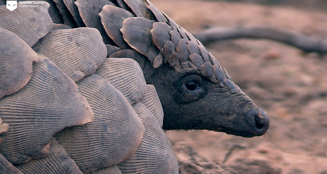 A close-up of a pangolin with scales and a black nose.