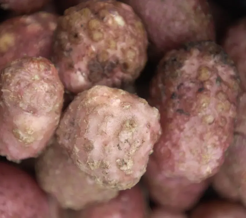 root nematodes by Wageningen University & Research