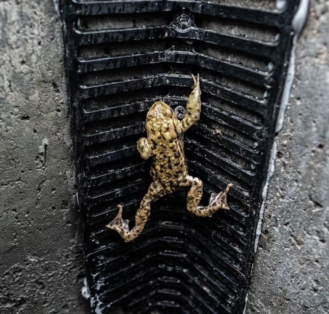 A frog climbing up a black grille