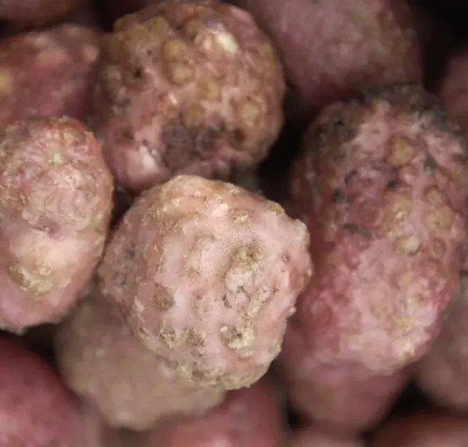 root nematodes by Wageningen University & Research