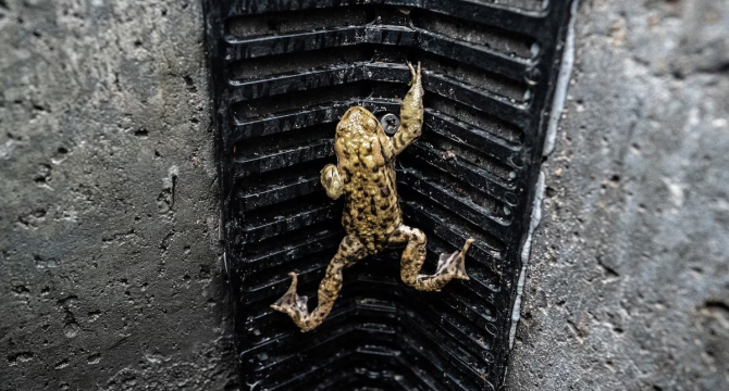 A frog climbing up a black grille