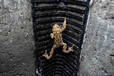 A frog climbing up a black grille