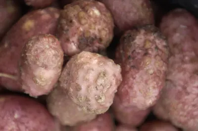 root nematodes by Wageningen University & Research